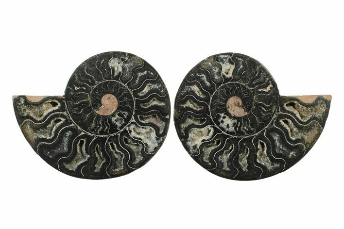 Cut & Polished Ammonite Fossil - Unusual Black Color #241509